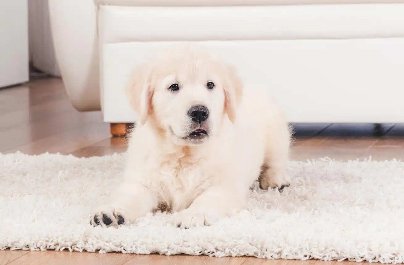 Pet Parent Tips